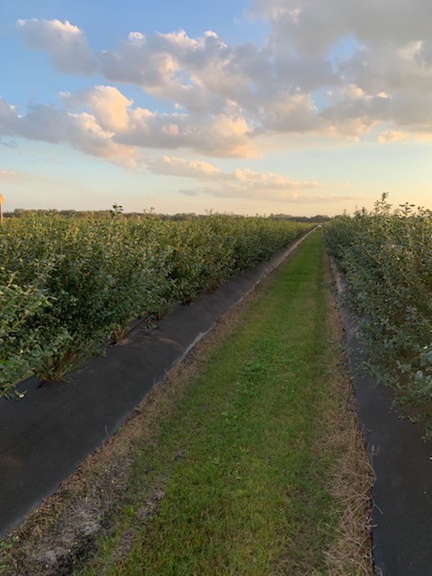 Blueberry Fields