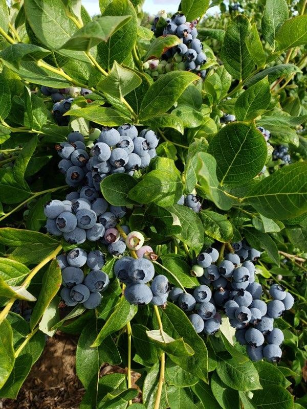 Blueberries grown on bush