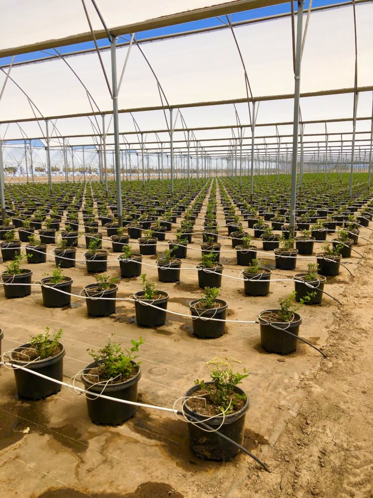 Berries being harvested in a greenhouse