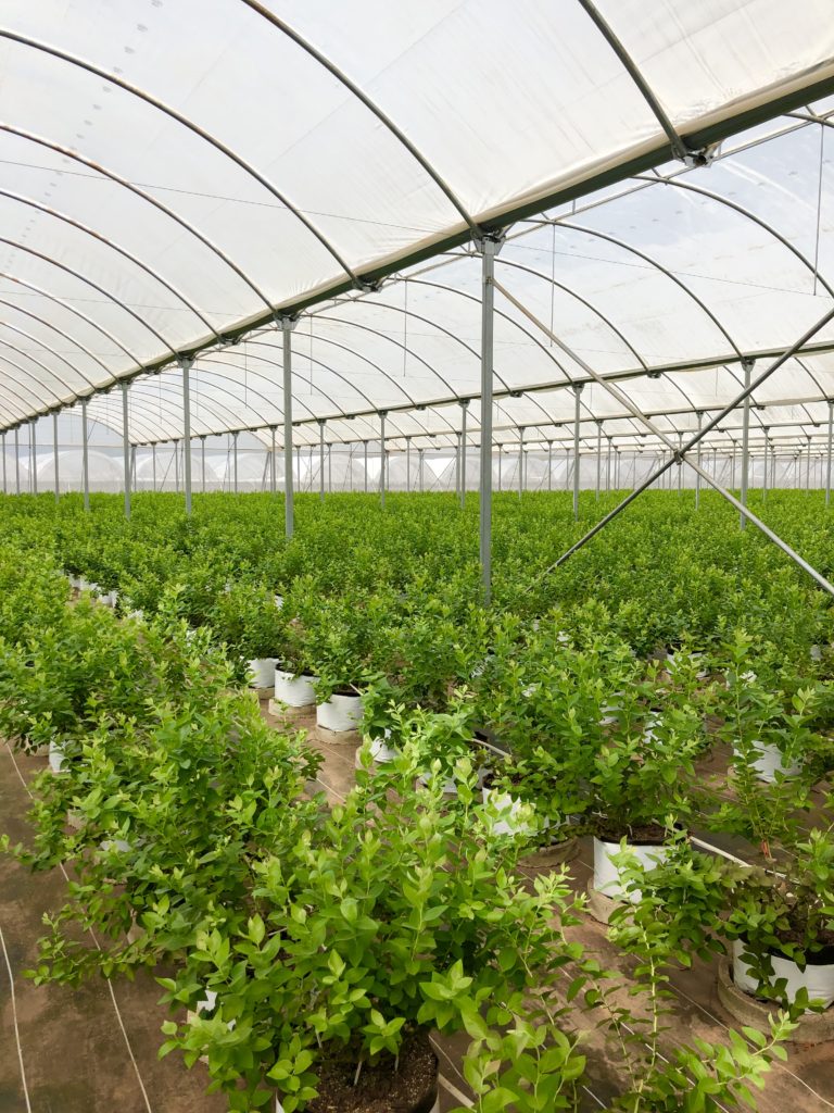 Berries being harvested in a greenhouse