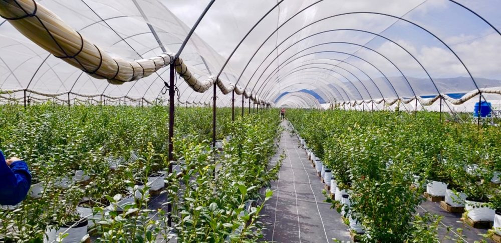 Berries being harvested in a greenhouse