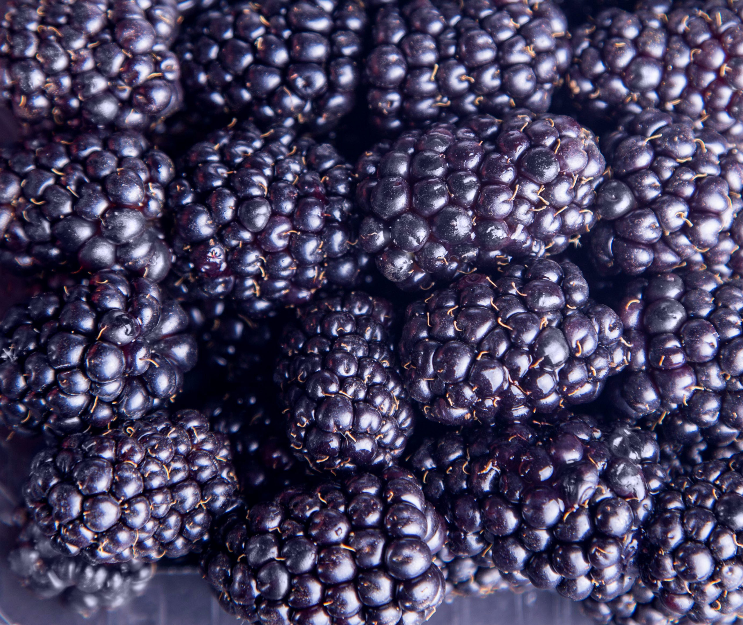 Blackberries Variety