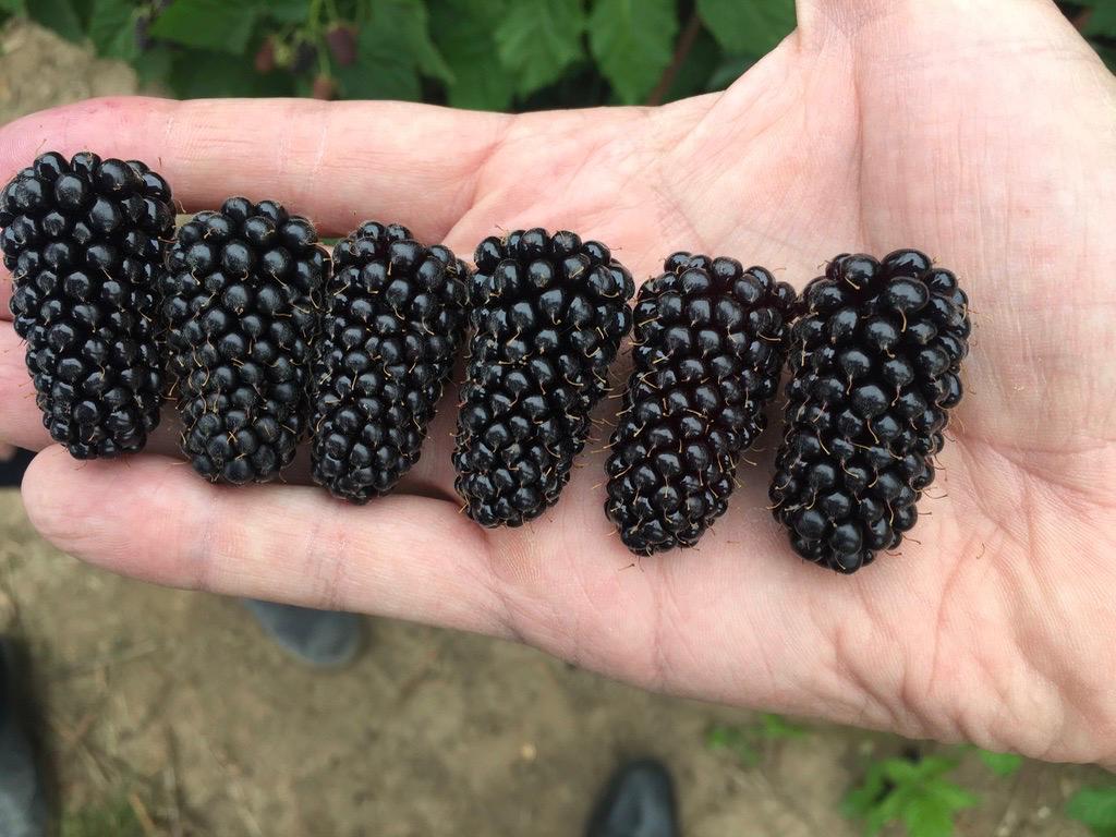 Blackberry Variety