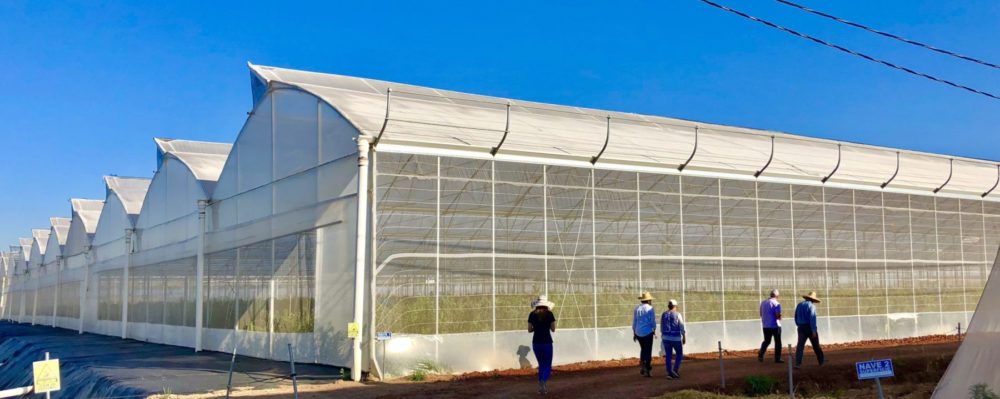 Berries being harvested in a greenhouse