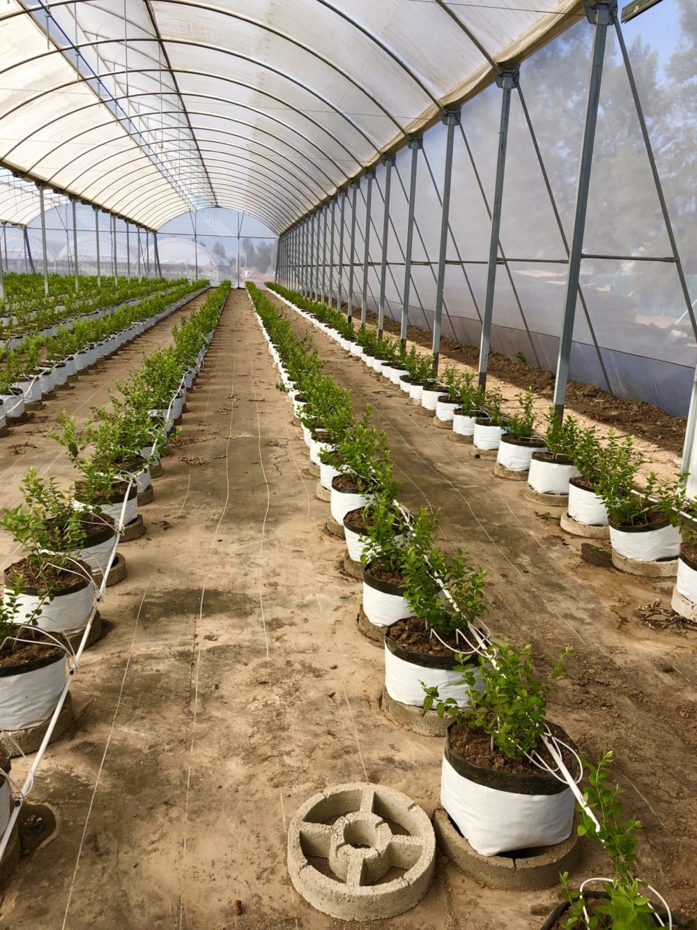 Berry Greenhouse