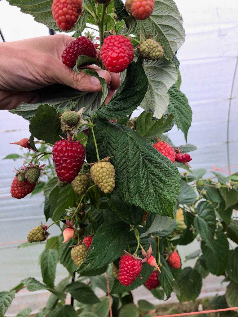 Fresh Raspberries Farming