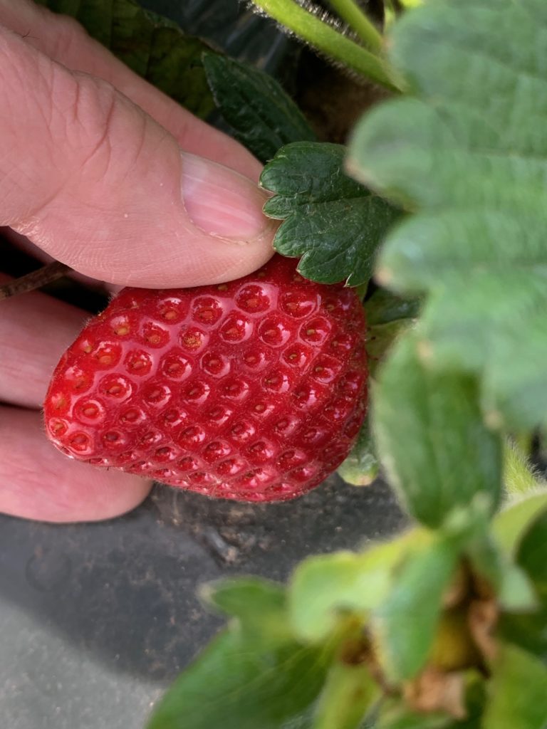 Fresh Strawberries Ready to be harvested