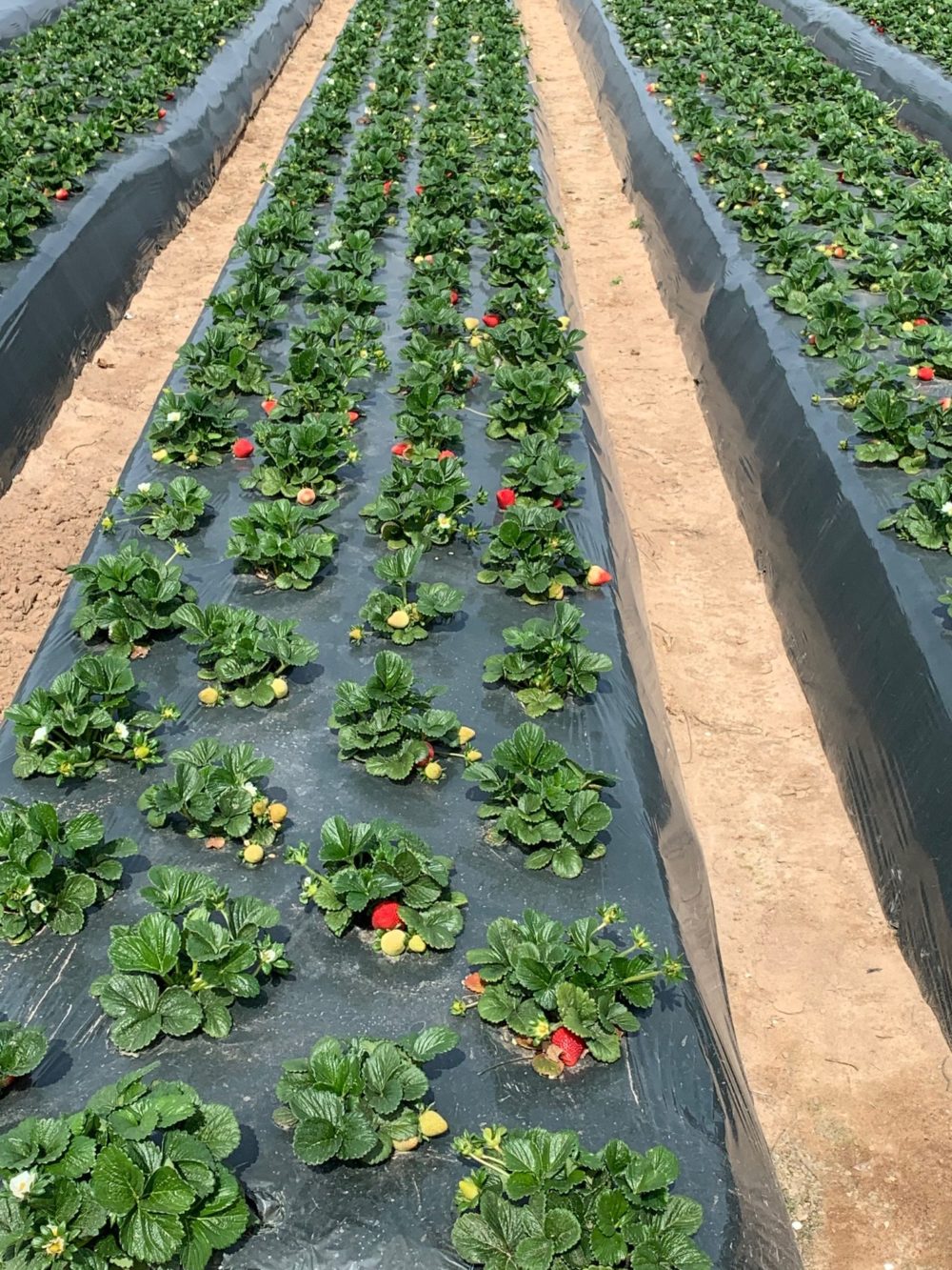 Strawberry Variety